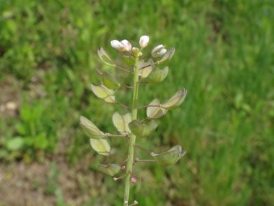 Microthlaspi perfoliatum, photographed by Christian Berg