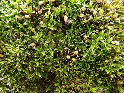 Orthotrichum diaphanum, photographed by Christian Berg