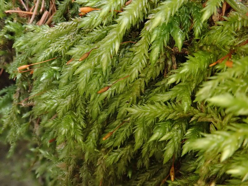 Isothecium alopecuroides, photographed by Christian Berg