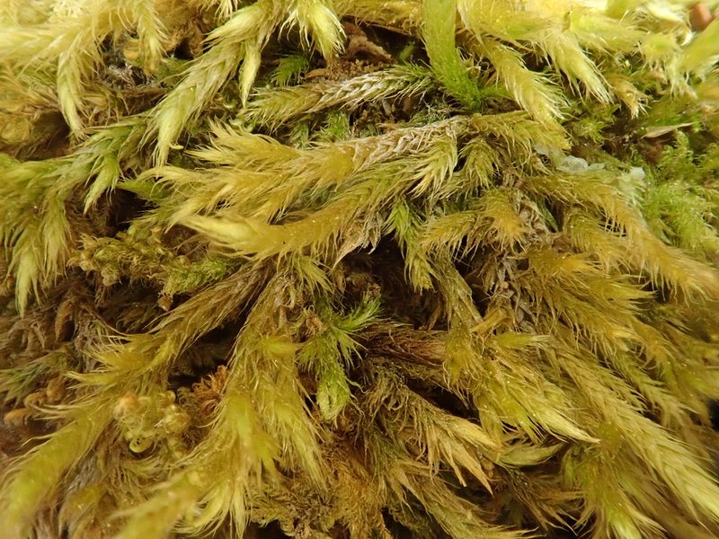 Brachythecium glareosum, photographed by Christian Berg