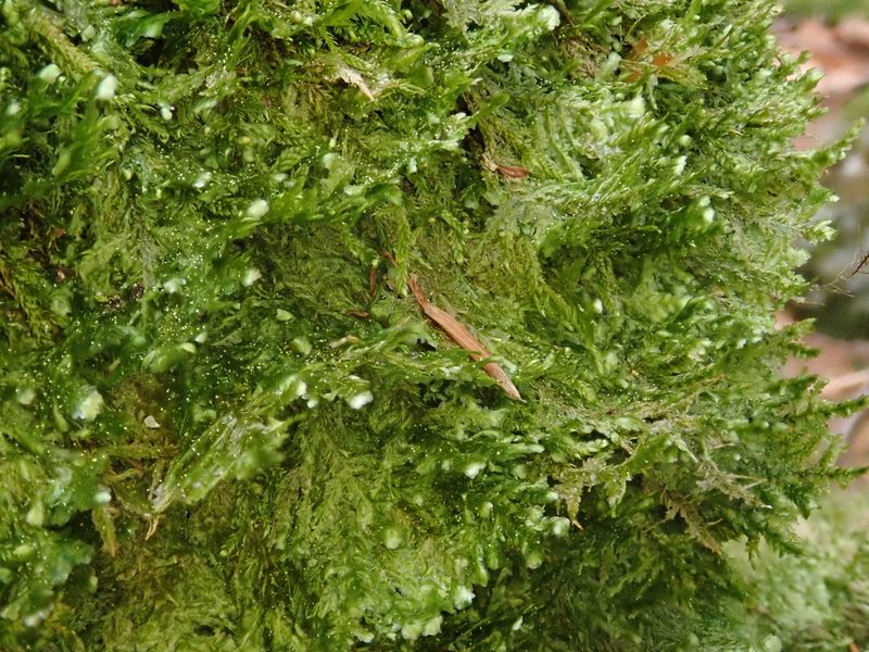 Alleniella besseri, photographed by Christian Berg