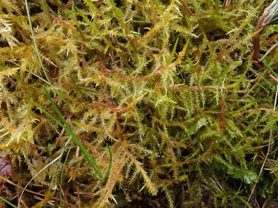 Calliergonella cuspidata, photographed by Christian Berg
