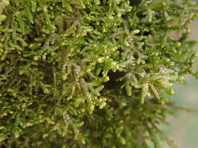 Frullania tamarisci, photographed by Christian Berg