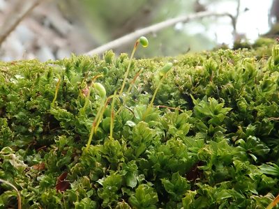 Plagiomnium cuspidatum, photographed by Christian Berg