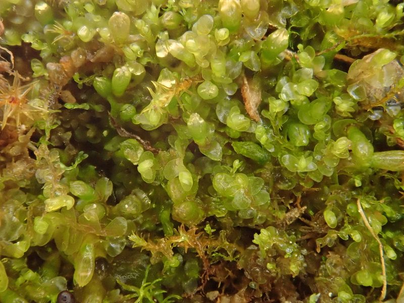 Jungermannia atrovirens, photographed by Christian Berg