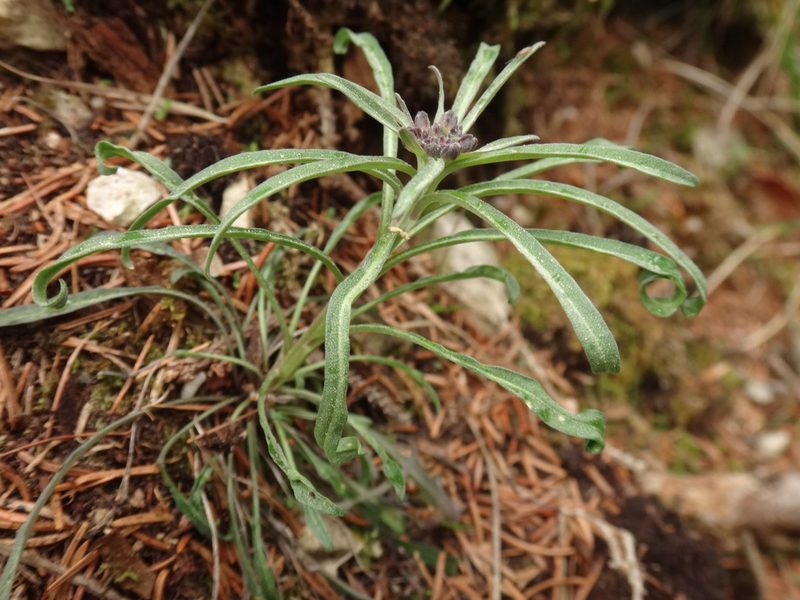 Erysimum sylvestre, photographed by Christian Berg