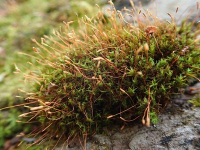 Bryoerythrophyllum recurvirostrum, photographed by Christian Berg