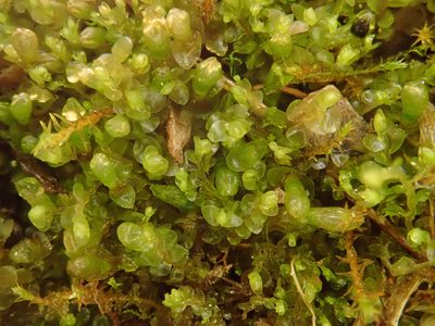 Jungermannia atrovirens, photographed by Christian Berg