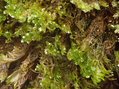 Alleniella complanata, photographed by Christian Berg