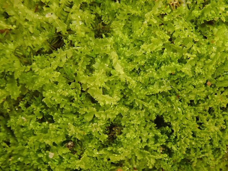 Lophocolea minor, photographed by Christian Berg