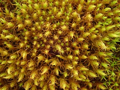 Geheebia fallax, photographed by Christian Berg
