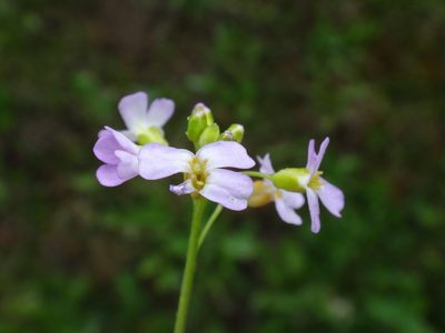 Arabidopsis halleri