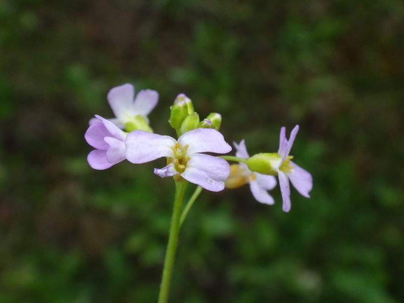 Arabidopsis halleri, photographed by Christian Berg