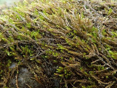 Hygroamblystegium tenax, photographed by Christian Berg