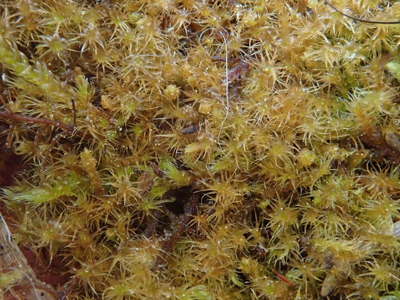 Campylium chrysophyllum, photographed by Christian Berg