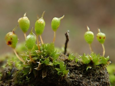 Physcomitrium pyriforme, photographed by Christian Berg