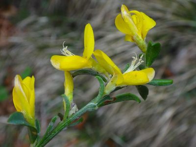 Genista pilosa, photographed by Christian Berg
