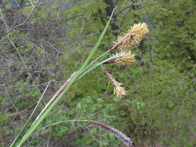 Carex flacca, photographed by Christian Berg
