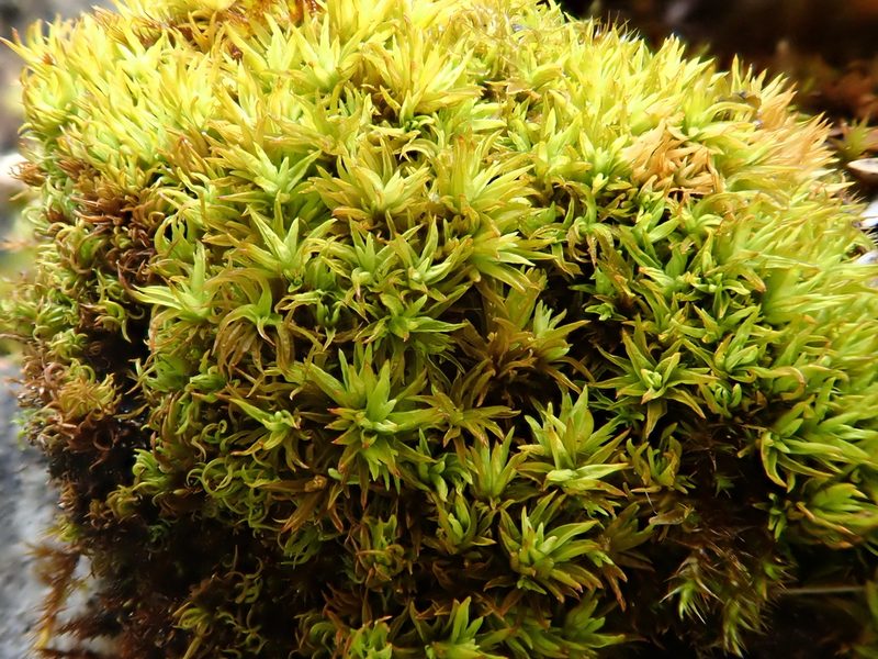 Tortella inclinata, photographed by Christian Berg