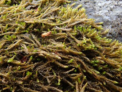 Hygroamblystegium tenax, photographed by Christian Berg