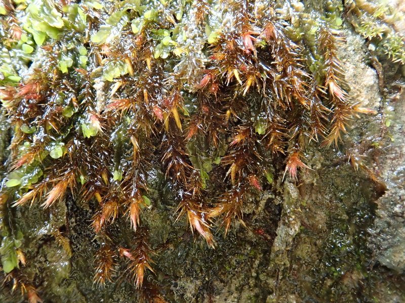 Orthothecium rufescens, photographed by Christian Berg