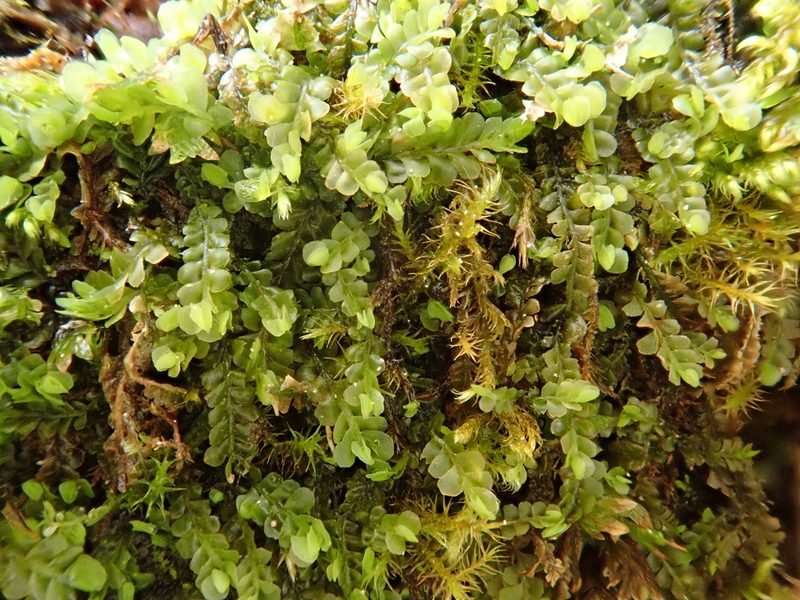 Pedinophyllum interruptum, photographed by Christian Berg