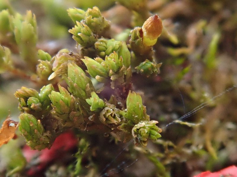 Nyholmiella obtusifolia, photographed by Christian Berg