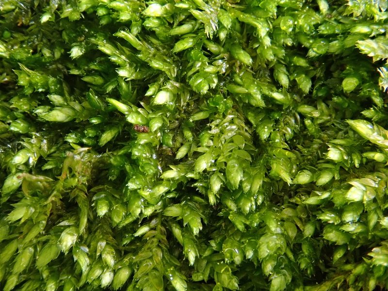 Taxiphyllum wissgrillii, photographed by Christian Berg