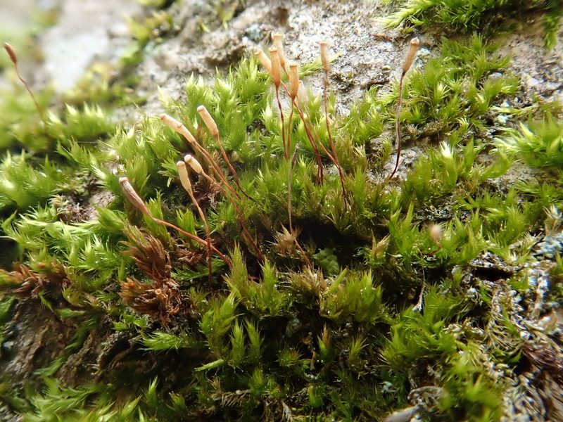 Pylaisia polyantha, photographed by Christian Berg