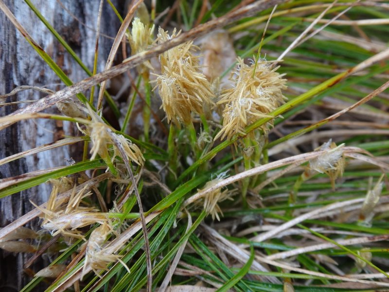 Carex humilis, photographed by Christian Berg