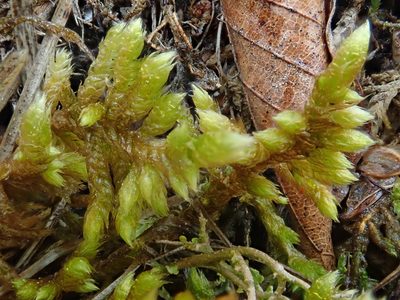 Rhytidium rugosum, photographed by Christian Berg