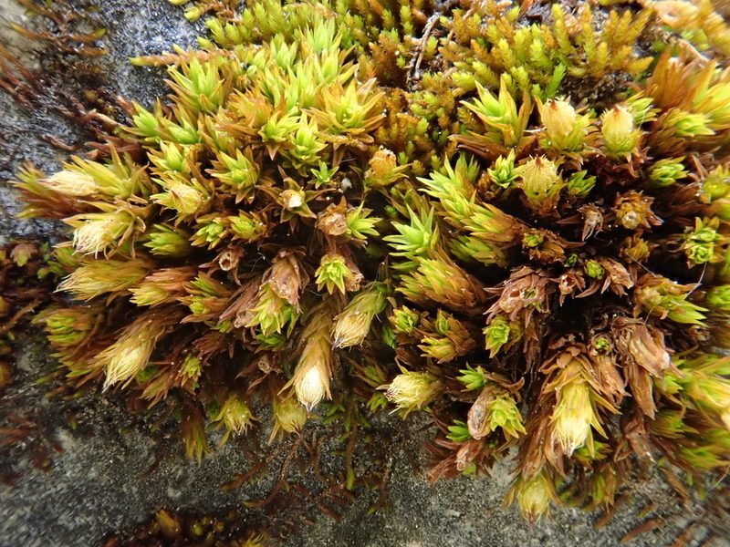 Orthotrichum cupulatum, photographed by Christian Berg
