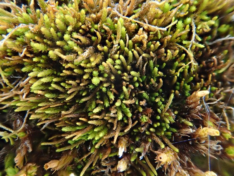 Pseudoleskeella catenulata, photographed by Christian Berg