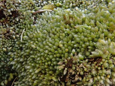 Bryum argenteum, photographed by Christian Berg