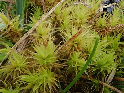 Dicranum polysetum, photographed by Christian Berg