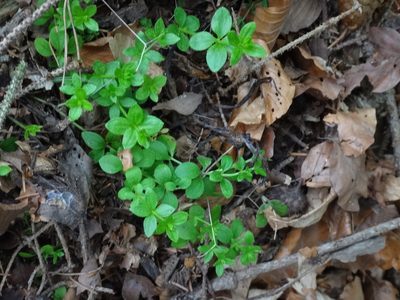 Galium rotundifolium, photographed by Christian Berg
