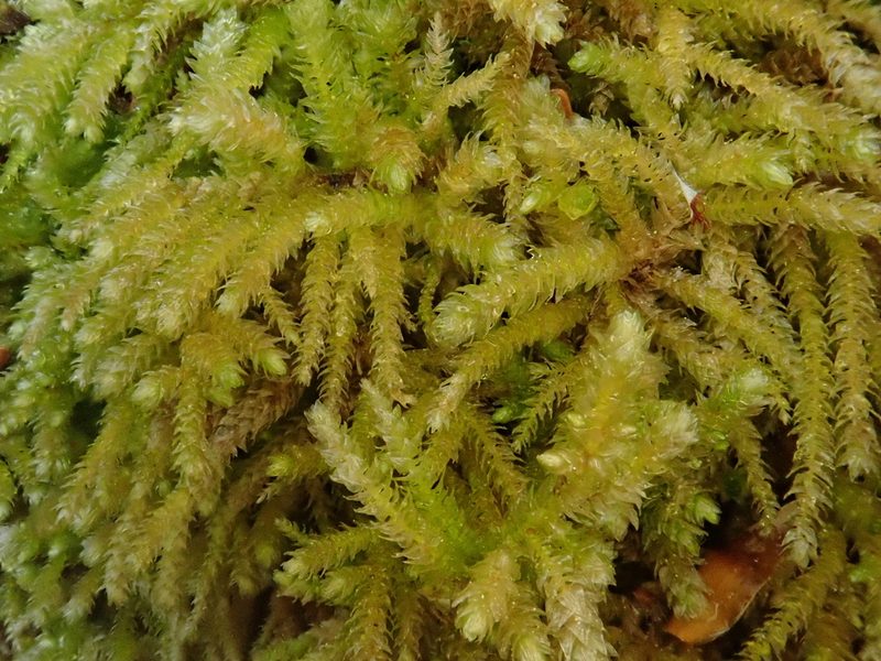 Eurhynchium angustirete, photographed by Christian Berg