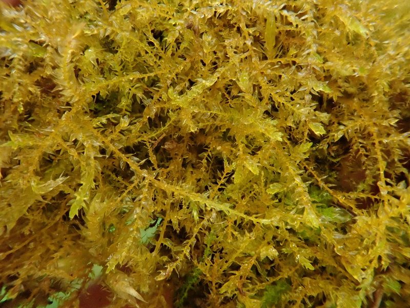 Oxyrrhynchium hians, photographed by Christian Berg