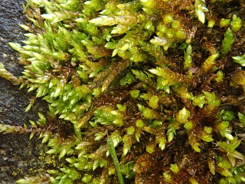 Rhynchostegium murale, photographed by Christian Berg