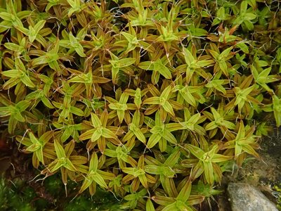 Syntrichia ruralis, photographed by Christian Berg