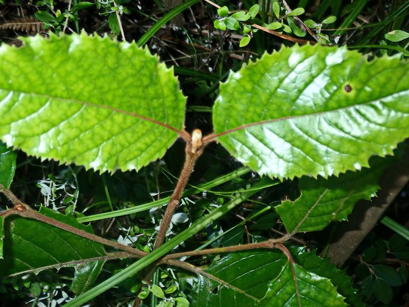 Curtisia dentata, photographed by Di Turner