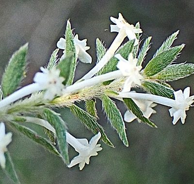 Struthiola hirsuta, photographed by Di Turner