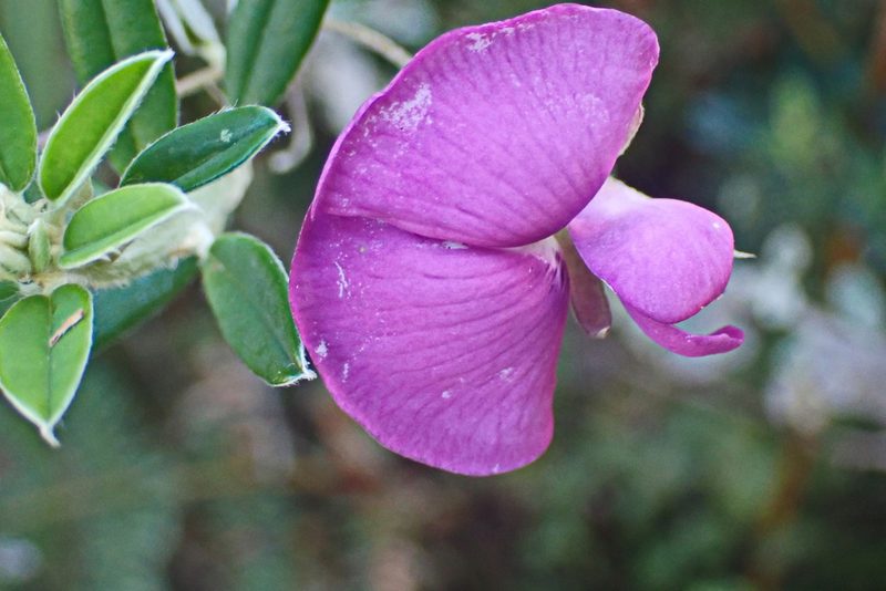 Podalyria buxifolia, photographed by Di Turner