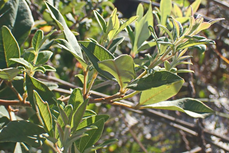 Searsia tomentosa, photographed by Di Turner