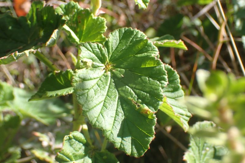 Pelargonium cordifolium, photographed by Di Turner