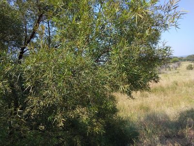 Searsia lancea, photographed by Benjamin Fredlund