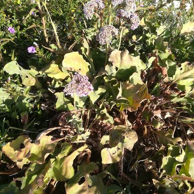 Limonium perezii