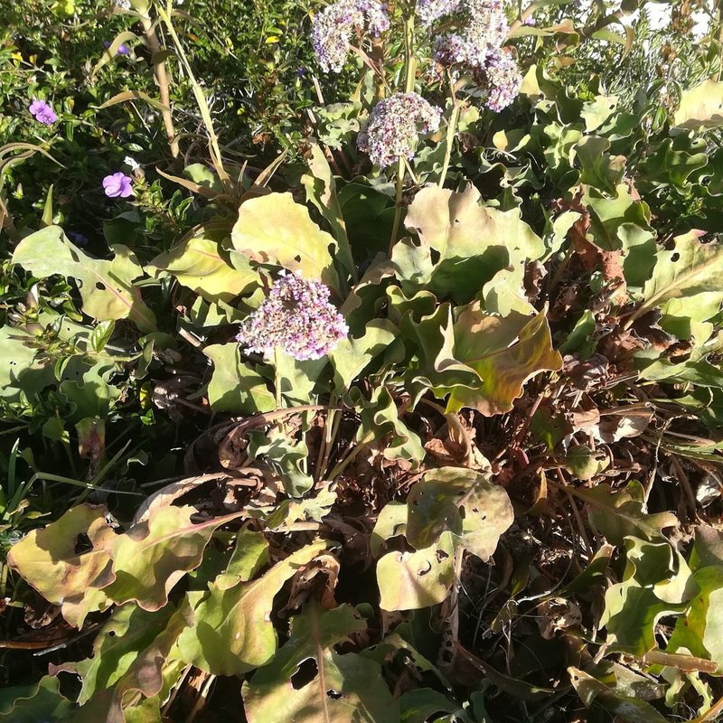 Limonium perezii, photographed by Dagmar Gleiss