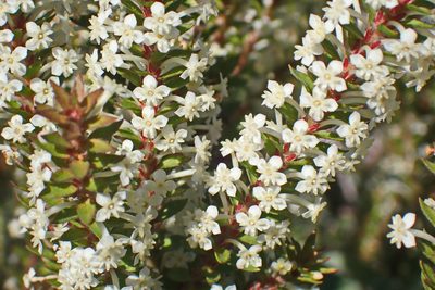 Struthiola hirsuta, photographed by Di Turner
