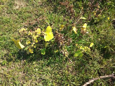Xanthium strumarium, photographed by Benjamin Fredlund